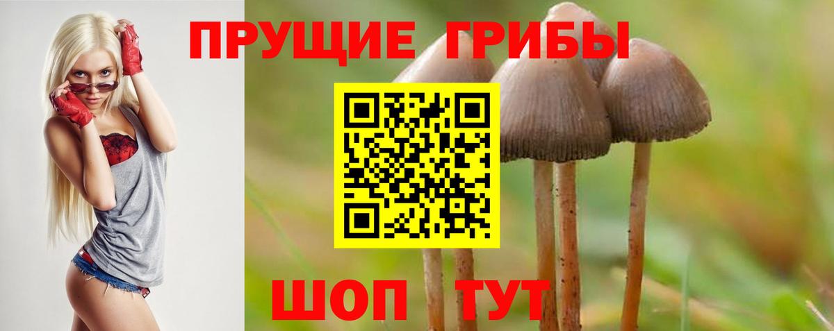 Павловский Посад  Галлюциногенные грибы Cubensis  купить   Вход с VPN 